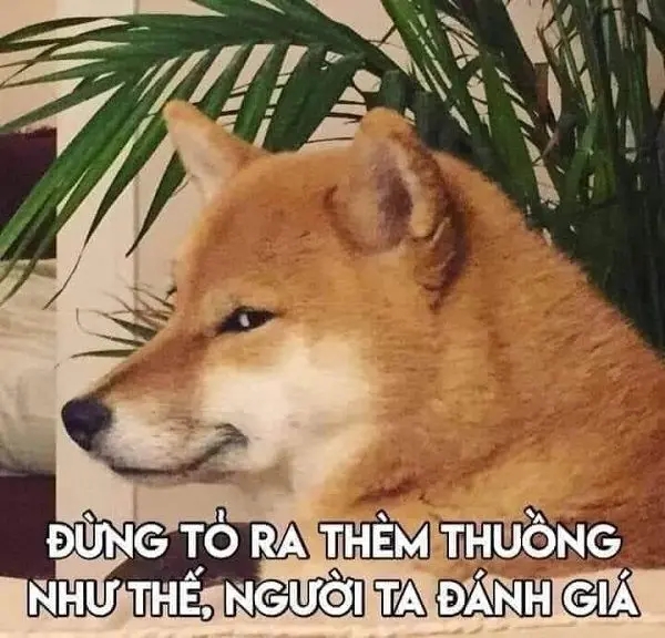 Meme Shiba mang đến một tiếng cười sảng khoái