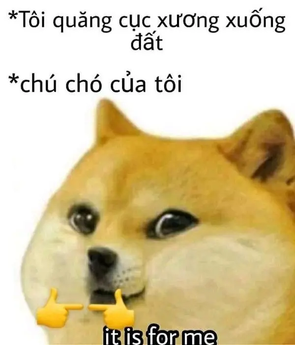 Shiba meme siêu dễ thương, vui nhộn