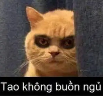 Meme mèo buồn ngủ