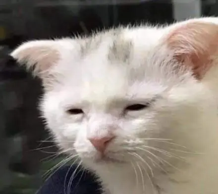 Meme Cat đang buồn ngủ với đôi mắt