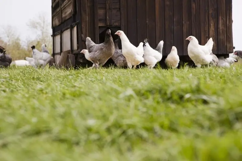 Chicken bầy trên cánh đồng màu xanh lá cây, phong cảnh tuyệt đẹp của quê hương.