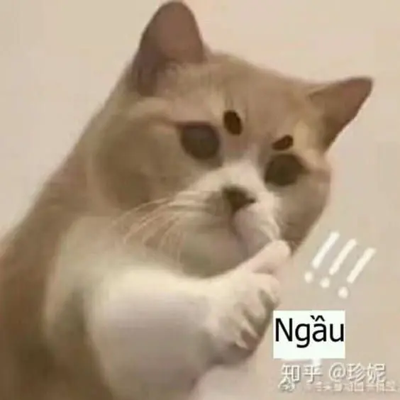 Cat Meme thích được mát mẻ