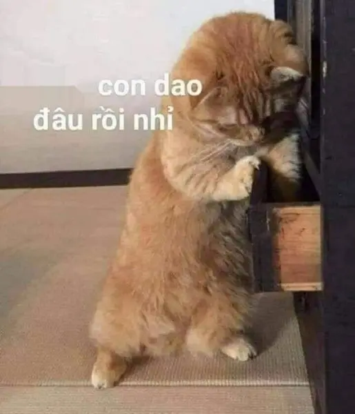 Meme mèo giận dữ tìm kiếm những con dao vui nhộn