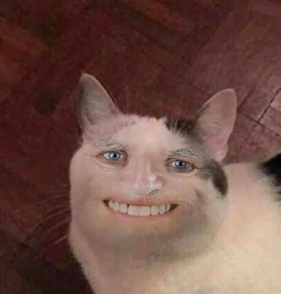 Meme Cat Face cười hài hước, độc đáo