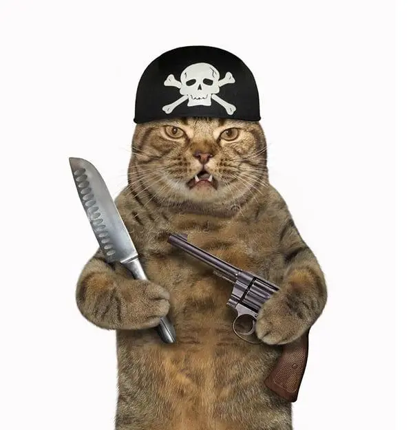 Meme Cat Pirates cầm dao, súng hài hước