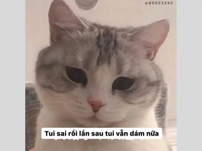 Meme vui nhộn xin lỗi