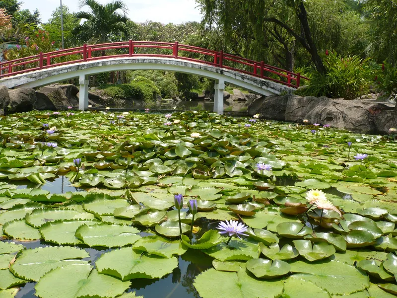 Hoa loa kèn tinh tế đang chờ ngày nở