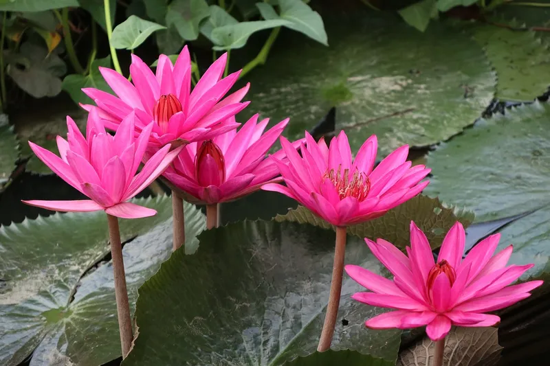 Hoa loa kèn duyên dáng trên hồ