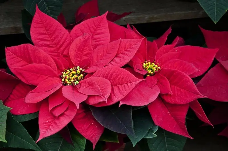 Vẻ đẹp ngọt ngào của Poinsettia hồng