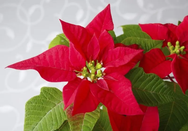 Poinsettia đỏ đỏ làm cho không gian sống động hơn