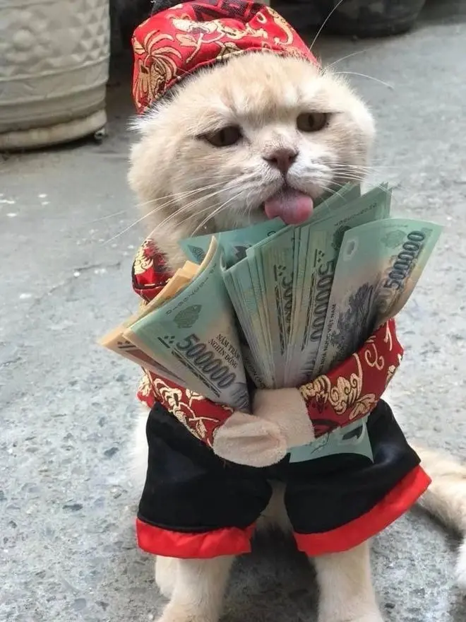 Meme Cat ôm tiền hài hước