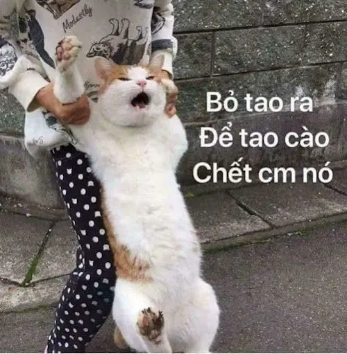 Meme tức giận mang đến một viễn cảnh hài hước về những tình huống khó chịu