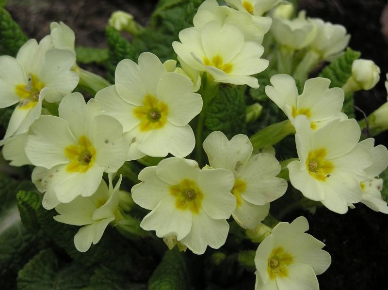 Màu trắng của Primrose thanh lịch