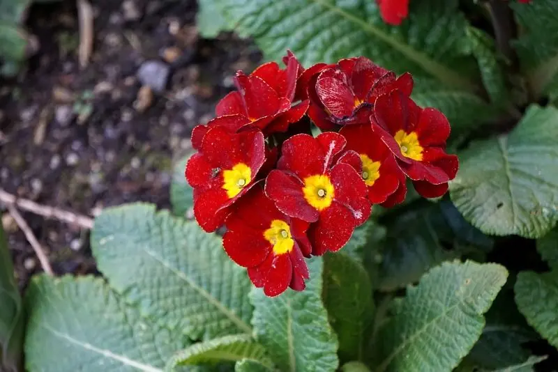 Vẻ đẹp bí ẩn của Primrose