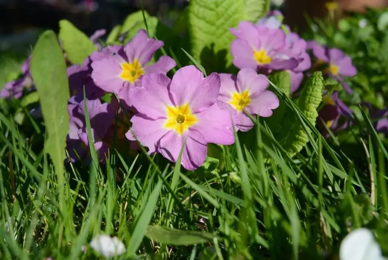 Purple Primrose tạo ra một vẻ đẹp độc đáo