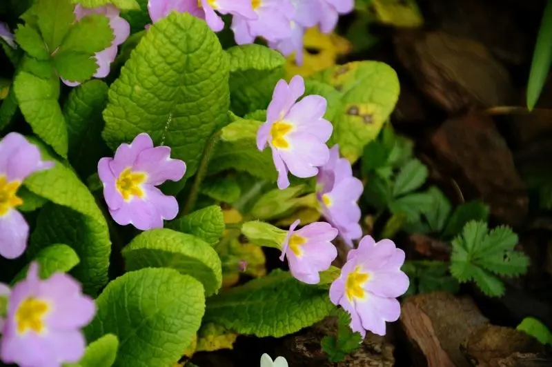 Hoa Primrose Primrose mang lại cảm giác thanh lịch