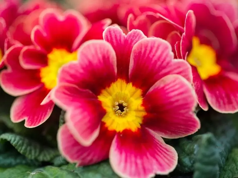 Vẻ đẹp độc đáo của màu hồng Primrose