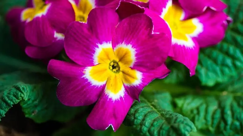 Vẻ đẹp lãng mạn của Pink Primrose