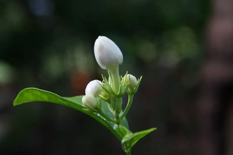 Jasmine trắng tinh khiết nở hoa trong ánh sáng nhẹ nhàng