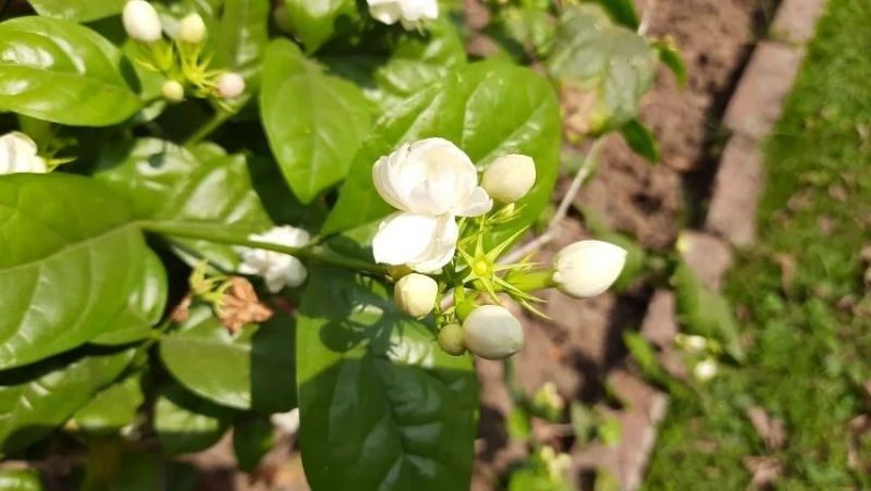 Vẻ đẹp thanh lịch của Jasmine trong ánh nắng ban đầu