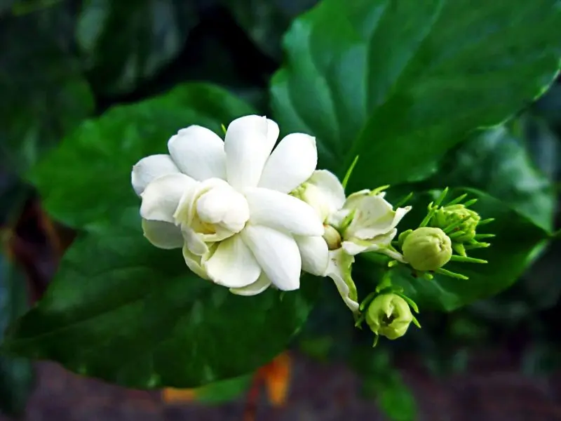 Jasmine trong gió, gợi lên hòa bình