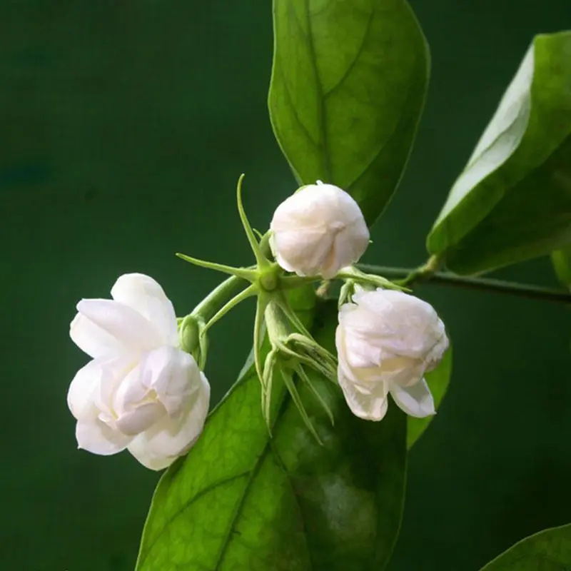 Jasmine nở hoa, quyến rũ mọi đôi mắt