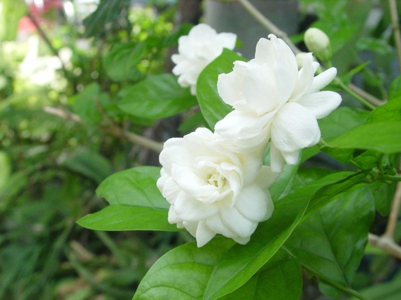 Jasmine nhẹ nhàng nở rộ, tô điểm cho không gian