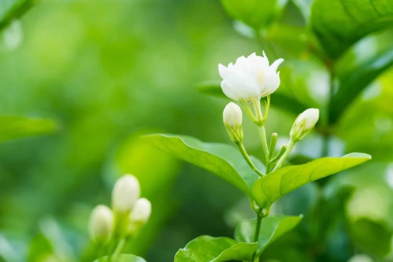 Jasmine dưới ánh mặt trời vàng, dịu dàng và quyến rũ