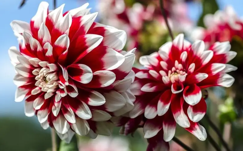 Ảnh của Dahlia thanh lịch với màu sắc hài hòa