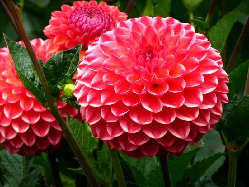 Hình ảnh Dazzling Dahlia tạo ra cảm giác thư giãn