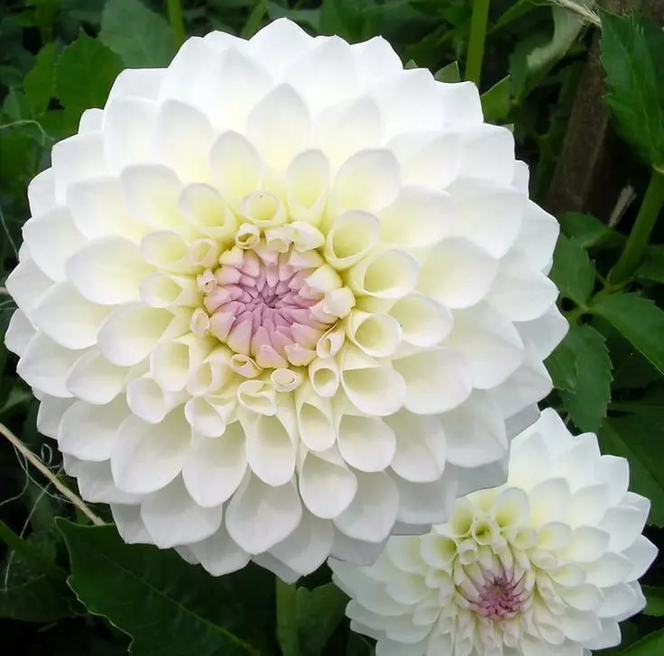 Hoa trắng Dahlia có vẻ đẹp thuần khiết