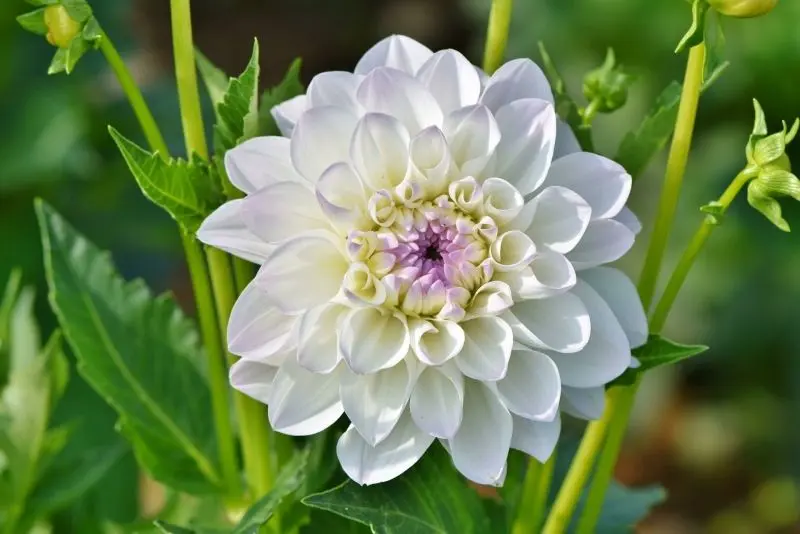 Hoa trắng Dahlia tượng trưng cho sự tinh khiết