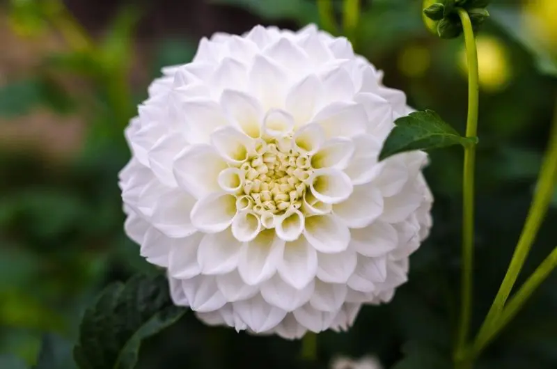 Sự thanh lịch của dahlia trắng nhẹ nhàng