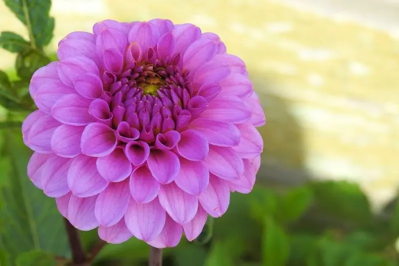 Dahlia màu tím thắp sáng khu vườn