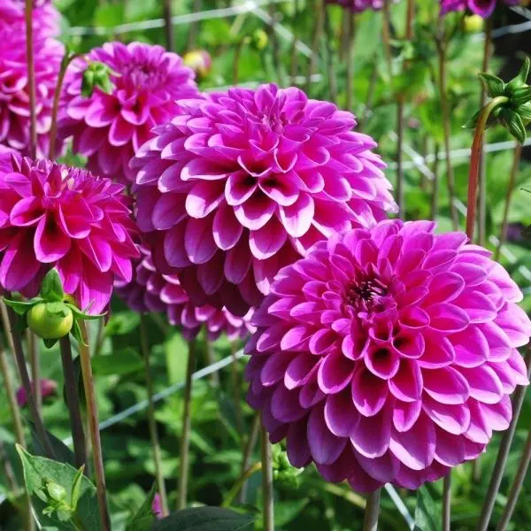 Vẻ đẹp độc đáo của Dahlia màu tím