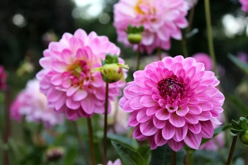 Dahlia màu tím nổi bật trong không gian xanh