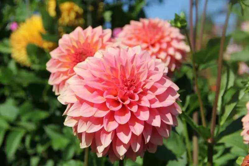 Hoa hồng Dahlia - Biểu tượng của sự dịu dàng