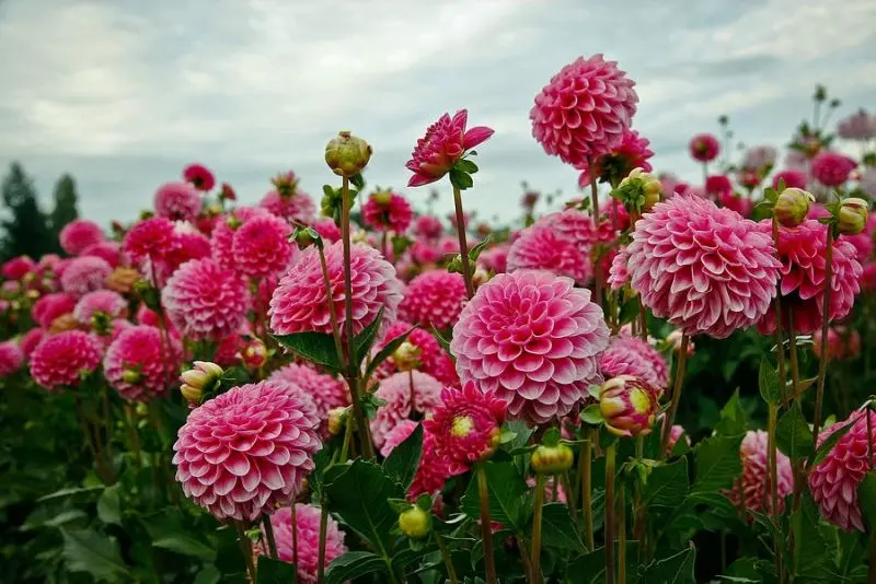 Màu hồng của Dahlia mang lại sự nhẹ nhàng