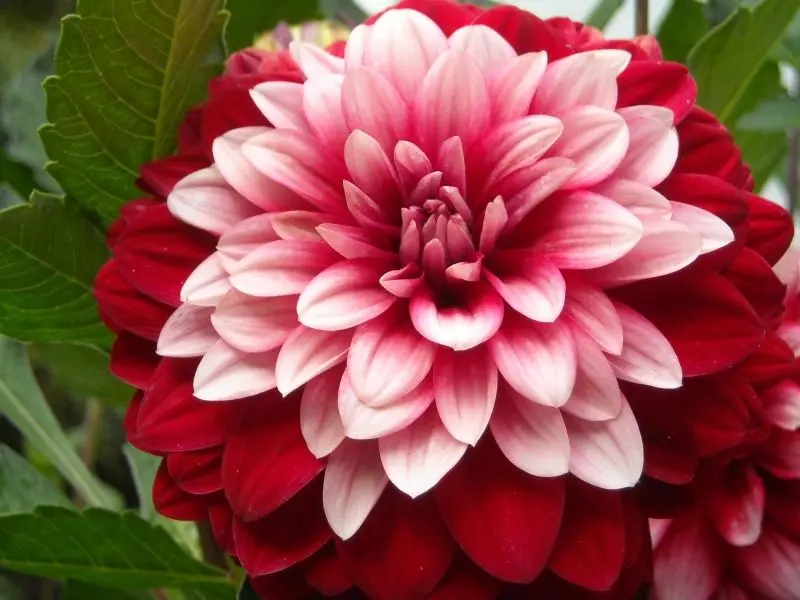 Hoa Dahlia đỏ rực rỡ với sức sống