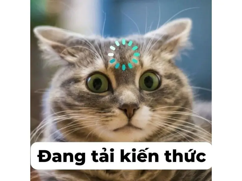 Cười và cười với bộ phim hài thú vị Meme