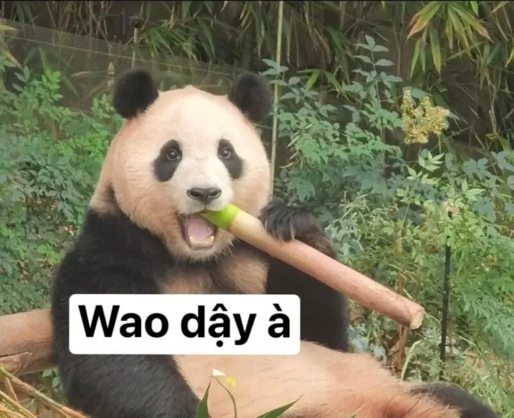 Meme panda vui nhộn và dễ thương