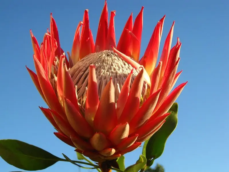 Red Red Protea cảm thấy mạnh mẽ