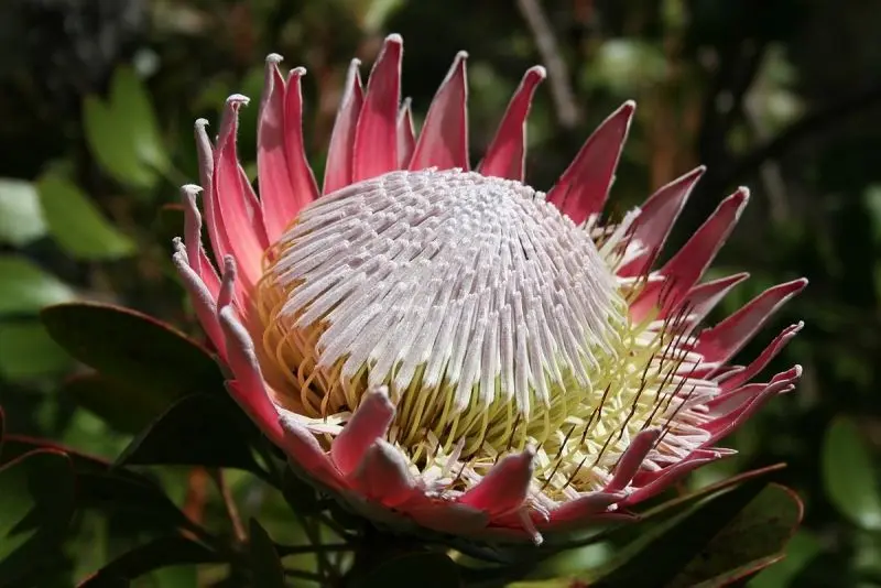 Hoa Protea Pink là lựa chọn hoàn hảo cho không gian lãng mạn