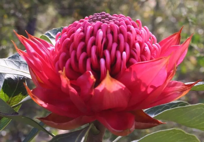 Vẻ đẹp tự hào của red protea