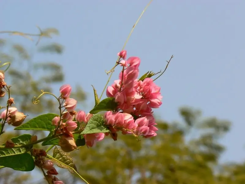 Hoa màu hồng Tigon nguyên sơ và nhẹ nhàng