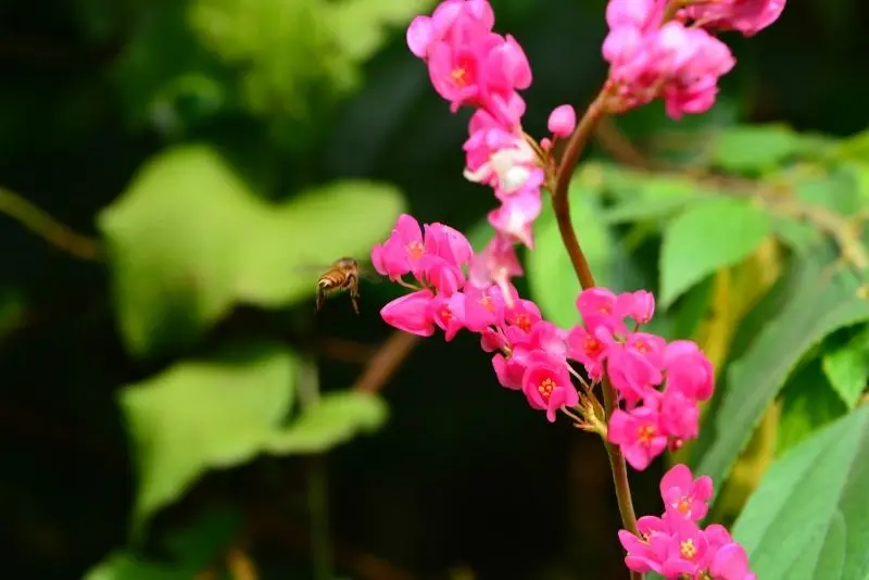 Ảnh của những bông hoa Tigon nguyên sơ xinh đẹp trong ánh nắng đầu tiên