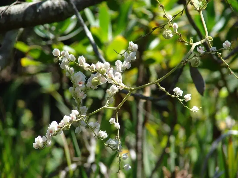 Vẻ đẹp tinh tế của hoa Tigon trắng