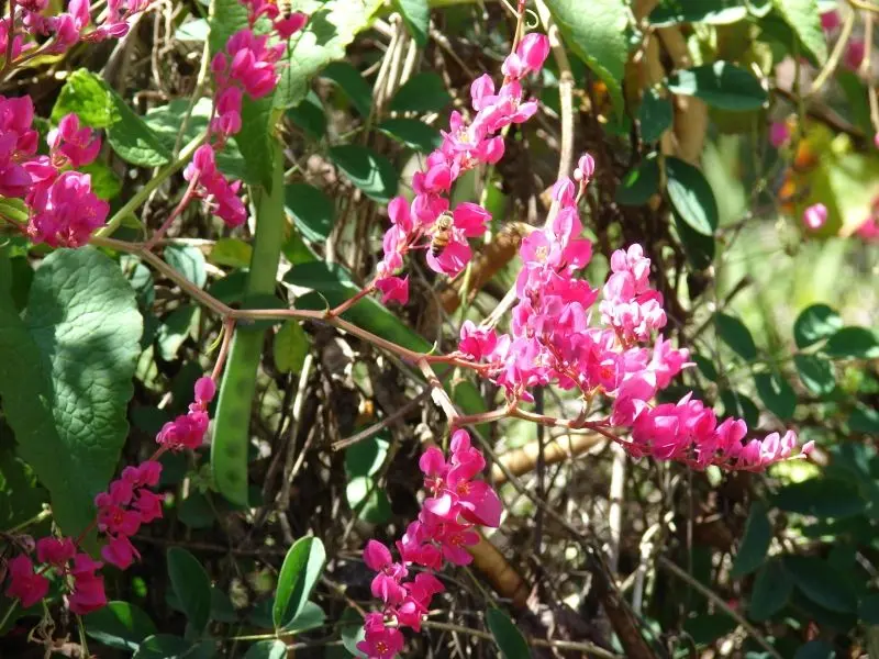 Hoa Tigon làm sáng không gian xung quanh