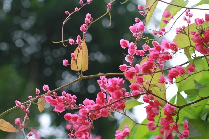 Hoa Tigon mang lại cảm giác bình yên