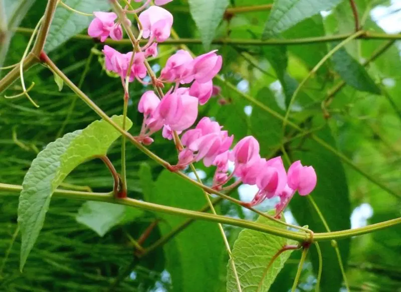 Hoa màu hồng hoa màu hồng làm nổi bật khung cảnh tự nhiên